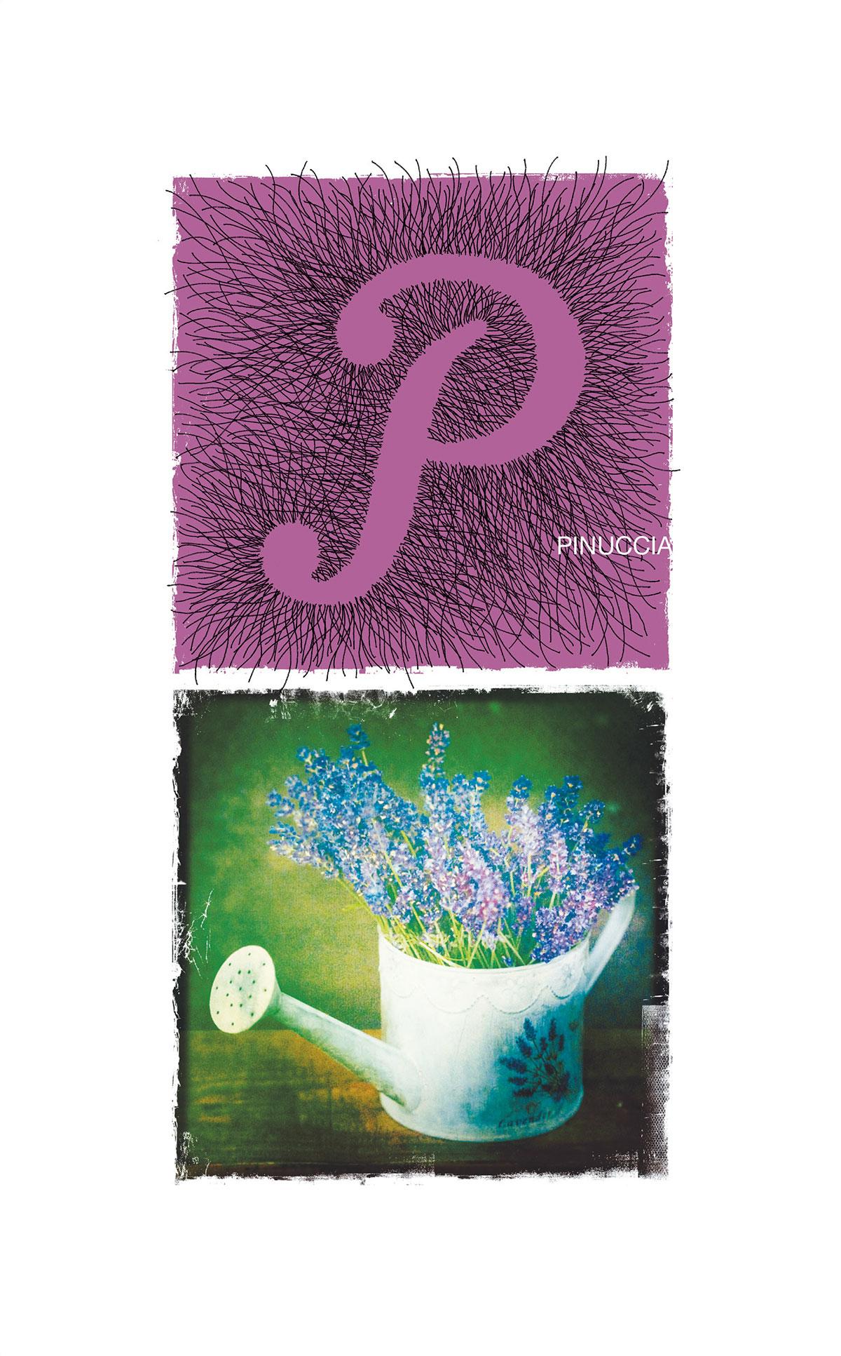 0036-PINUCCIA